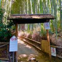 【京都府】人気の竹林の小径をのんびりお散歩！