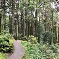 The Gorgeous Alishan Nature Reserve