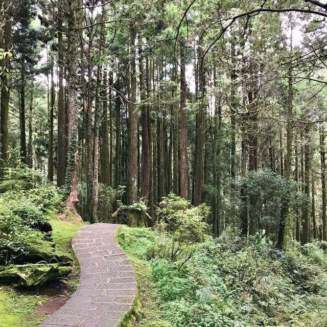 The Gorgeous Alishan Nature Reserve