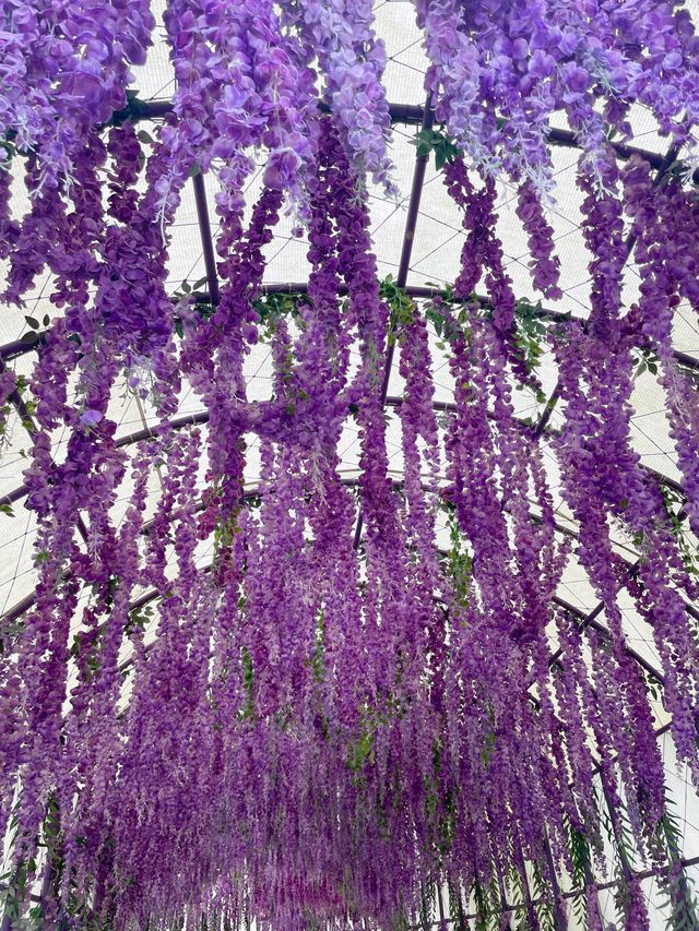 🇰🇷신안여행 보라빛마을 퍼플섬, 보라색 옷 입으면 입장료 무료🦄🍇💜