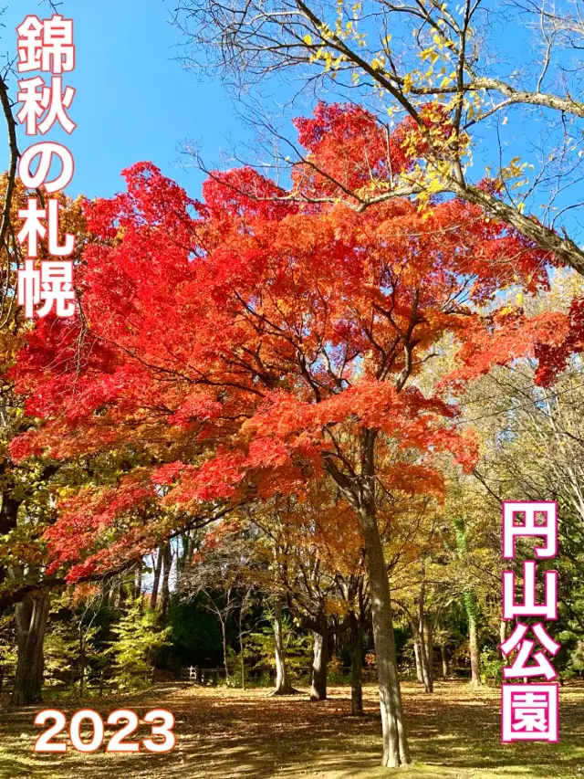 北海道　北海道観光　錦秋の札幌　札幌円山公園の紅葉が見頃！