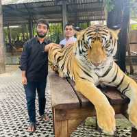Pataya Thailand tour Tiger park