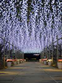 【この冬絶対に行くべき！😳】あしふらのイルミネーションが美しすぎる！🎄✨