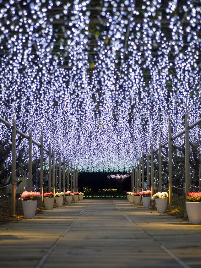 【この冬絶対に行くべき！😳】あしふらのイルミネーションが美しすぎる！🎄✨