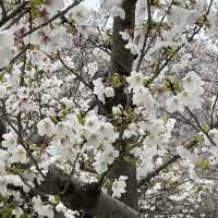 【上海・蘇州河畔】桜を見ながら散歩はいかが