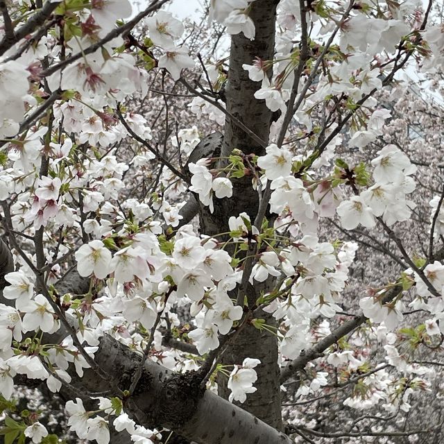 【上海・蘇州河畔】桜を見ながら散歩はいかが