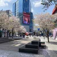 Sinchon in Bloom: A Cherry Blossom Wonderland