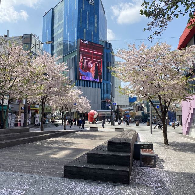 Sinchon in Bloom: A Cherry Blossom Wonderland