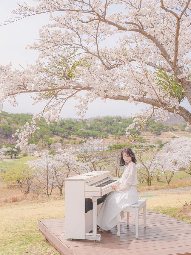 인생사진 가득 남길 수 있는 벚꽃 명소 경주에 있어!✨
