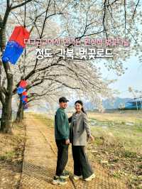 대구근교 벚꽃로드, 실시간 청도 벚꽃터널🌸