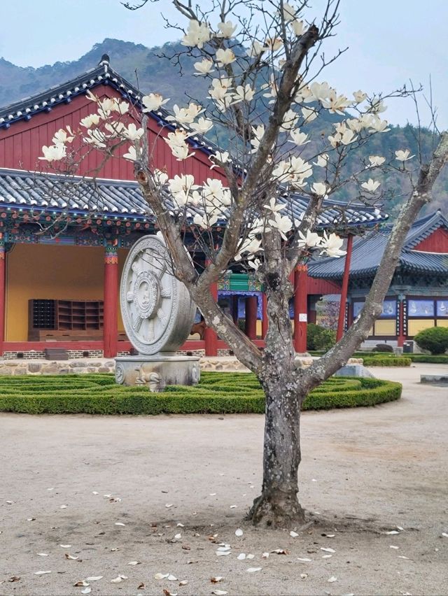 봄날을 만끽하는 예쁜 봄꽃들이 모여 있는 운문사🌸