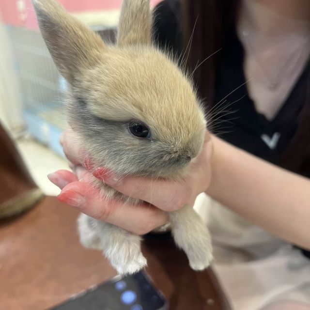 深圳可愛寵物咖❤️❤️❤️❤️