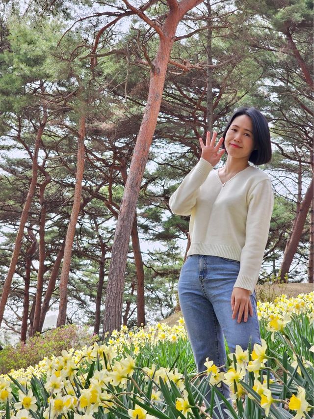 🌼언덕 가득 핀 수선화 물결 '유기방가옥 수선화축제'