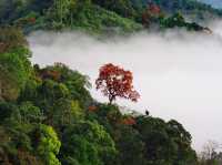 Amazing พังงา เขาไข่นุ้ยทะเลหมอกตลอดปี