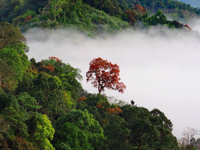 Amazing พังงา เขาไข่นุ้ยทะเลหมอกตลอดปี