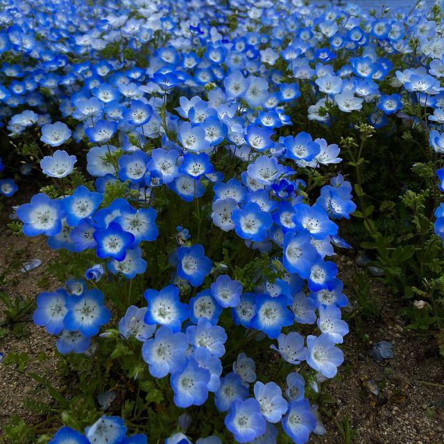 【福岡観光】年中楽しめるスポット🌷