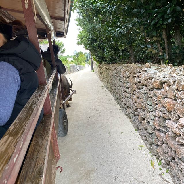 竹富島「水牛車コース」ニーラン君はのんびり集落を歩いてくれました