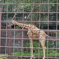 日本最古老最有名的動物園🐘🦒🐼🦌