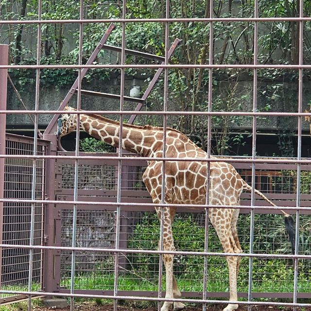 日本最古老最有名的動物園🐘🦒🐼🦌
