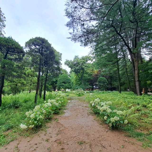 韓國南怡島📸周邊遊覽分享😍熱門景點: 冬季戀歌場地✨