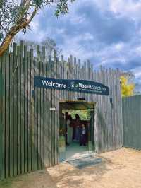 [墨爾本] 半開放式的動物園 近距離餵袋鼠和與無尾熊拍照-月光保護區野生動物園