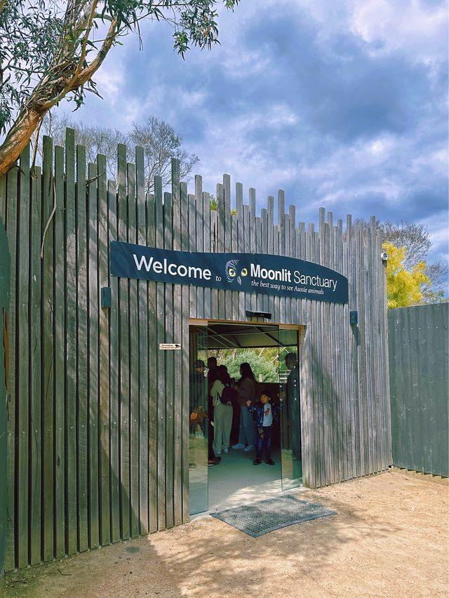 [墨爾本] 半開放式的動物園 近距離餵袋鼠和與無尾熊拍照-月光保護區野生動物園