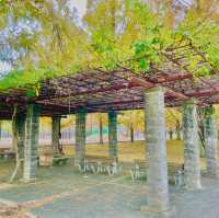 Tranquil Symphony: Morning in Konki