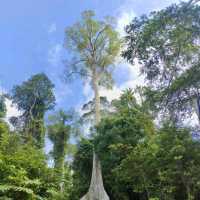 Tabin Wildlife Reserve @ Sabah, Malaysia