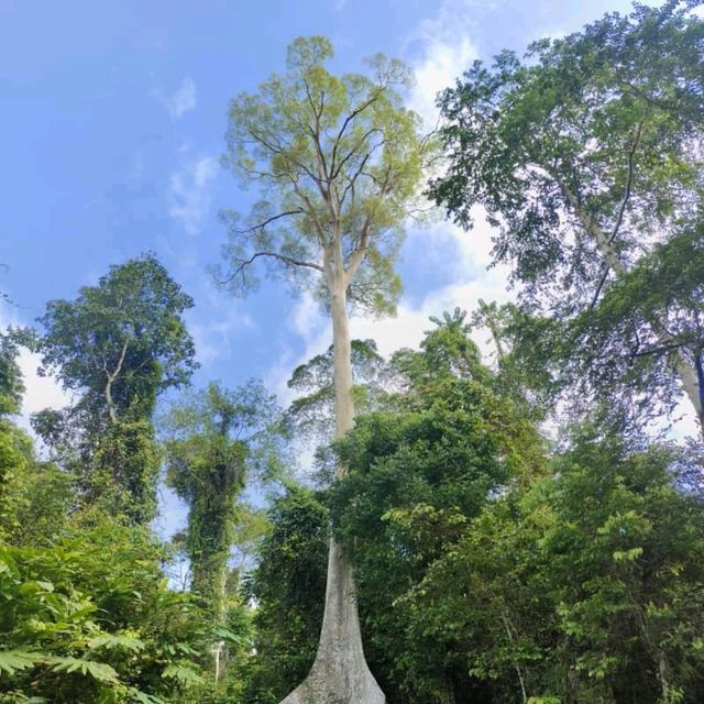 Tabin Wildlife Reserve @ Sabah, Malaysia