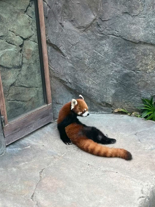 香港でパンダとコアラに会える！ディズニー以上の人気、オーシャンパーク