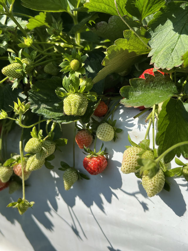 Dahu Strawberry Farm