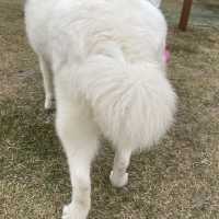 【忠犬ハチ公の街】秋田県 大館市観光交流施設 秋田犬の里