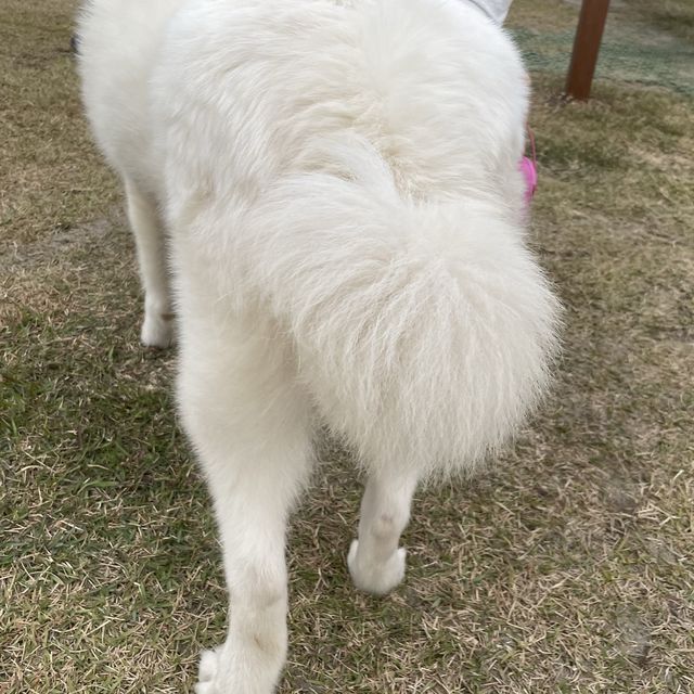 【忠犬ハチ公の街】秋田県 大館市観光交流施設 秋田犬の里