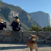 Met a corgi at Yosemite!