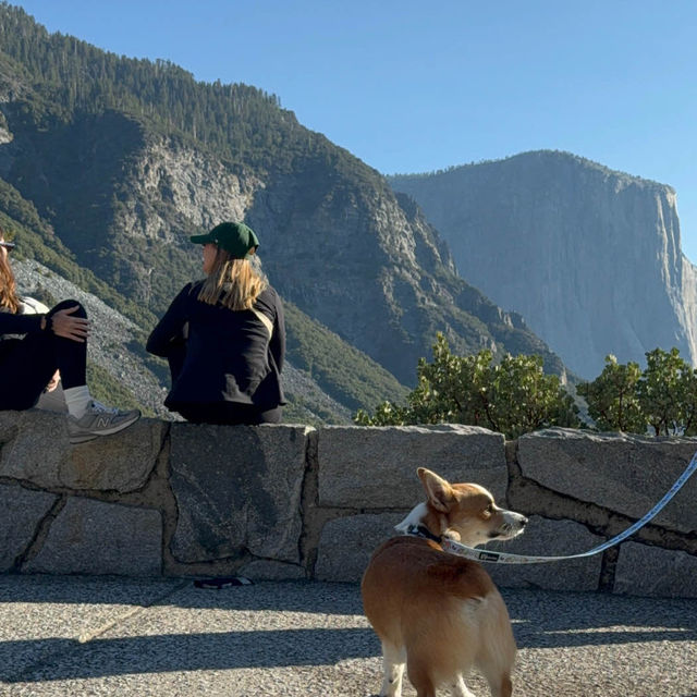 Met a corgi at Yosemite!