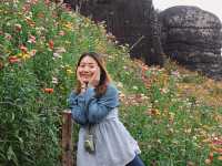 ทุ่งดอกกระดาษ - อุทยานภูหินร่องกล้า
