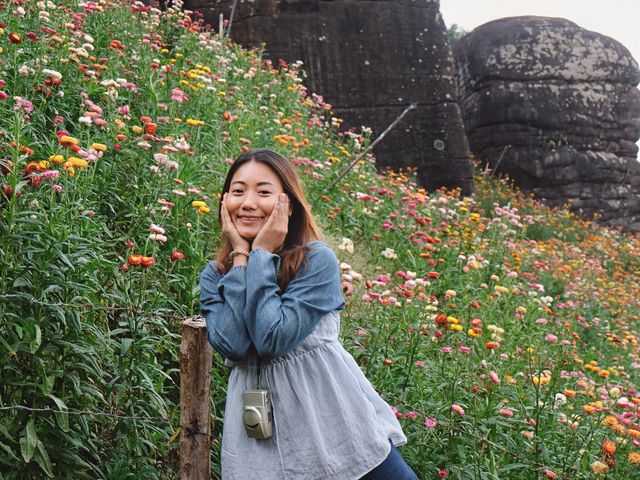 ทุ่งดอกกระดาษ - อุทยานภูหินร่องกล้า