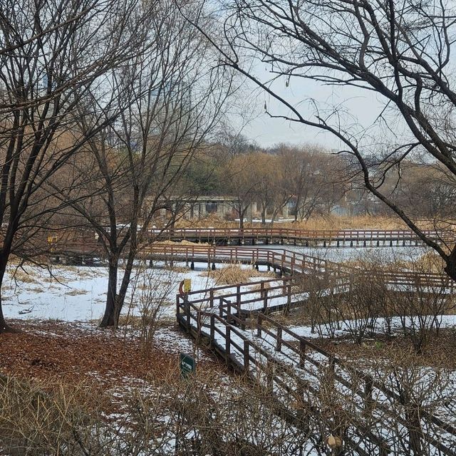 冬日下嘅首爾最大自然公園「首爾林」