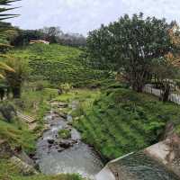 Century Pines Resort Cameron Highlands