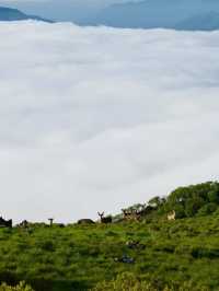 伊吹山：滋賀的自然名勝與登山者的天堂🗻🌸