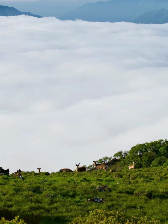 伊吹山：滋賀的自然名勝與登山者的天堂🗻🌸
