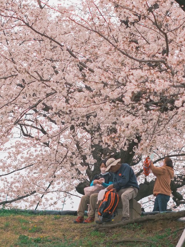 京都散策 |去追一場櫻花吧附賞花景點🌸