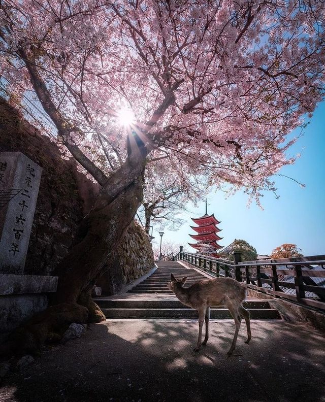 A wonderful peaceful park in nara