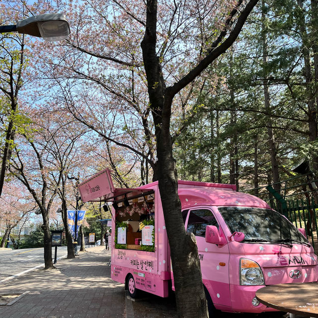 우리나라에서 제일 먼저 피는 벚꽃 대구