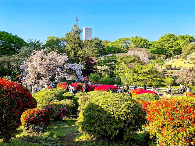 Shinjuku Gyoen Cherry Tree Area