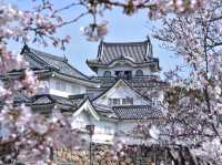 大阪南區岸和田城櫻花祭