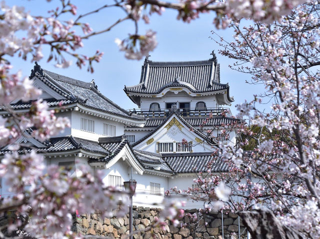 大阪南區岸和田城櫻花祭