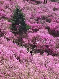 진잘래동산 벚꽃축제 인생샷🌸
