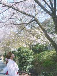 🇯🇵日本八阪神社🌸2024櫻花盛開😍🩷人像篇