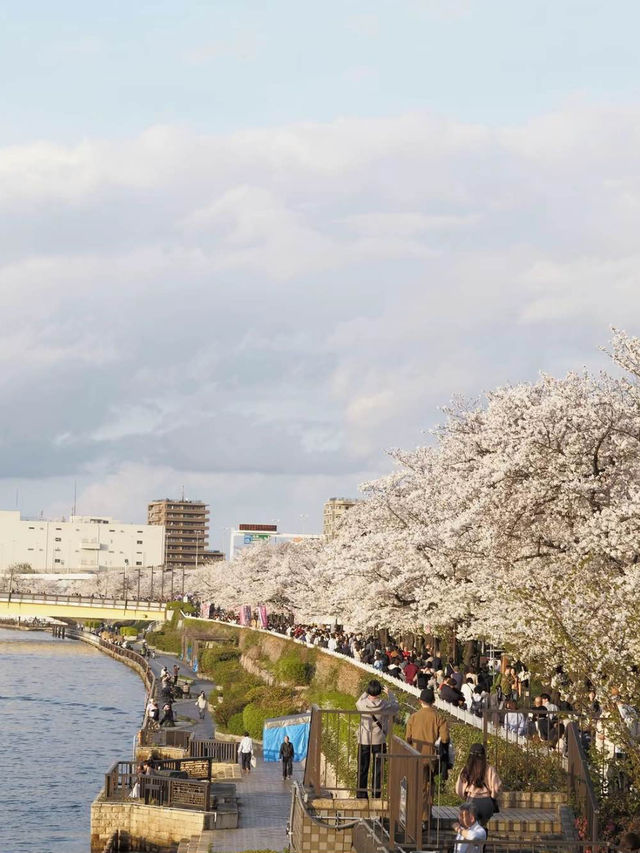 1kmにわたる桜並木が圧巻！隅田公園の桜🌸